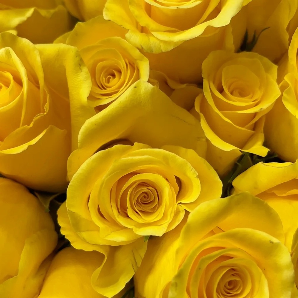 Meet your Posher, Jael